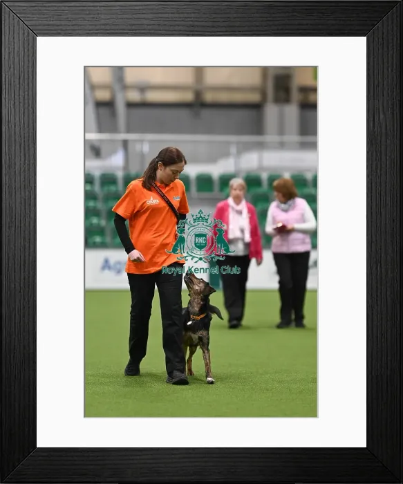 Framed Print : Obedience. Dog - Beck, Owner - Natalie Grey Framed Print : Obedience. Dog - Beck, Owner - Natalie Grey