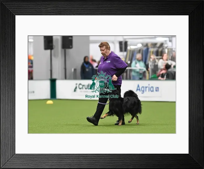 Framed Print : Obedience. Dog - Kheva, Owner - Carol Hanney Framed Print : Obedience. Dog - Kheva, Owner - Carol Hanney