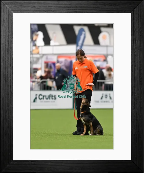 Framed Print : Obedience. Dog - Beck, Owner Natalie Grey Framed Print : Obedience. Dog - Beck, Owner Natalie Grey