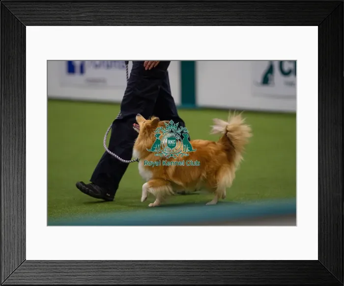 Framed Print : Lisa Sergiew and Saffron competing in Obedience, Crufts 2025 Framed Print : Lisa Sergiew and Saffron competing in Obedience, Crufts 2025