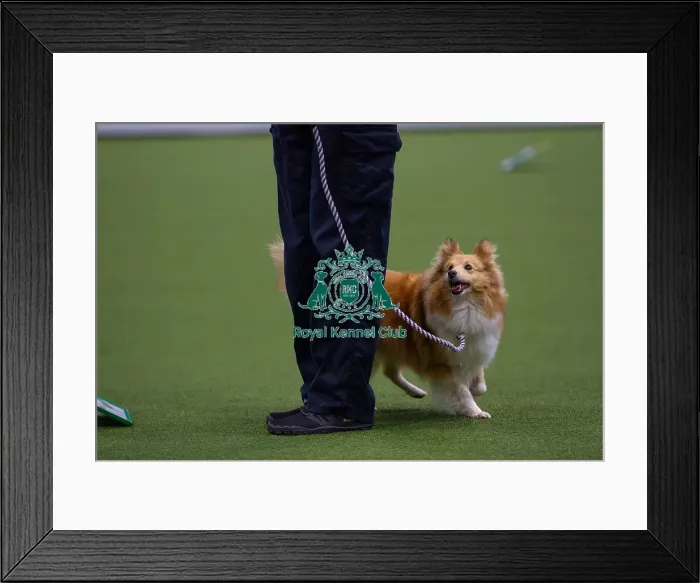 Framed Print : Lisa Sergiew and Saffron competing in Obedience, Crufts 2025 Framed Print : Lisa Sergiew and Saffron competing in Obedience, Crufts 2025