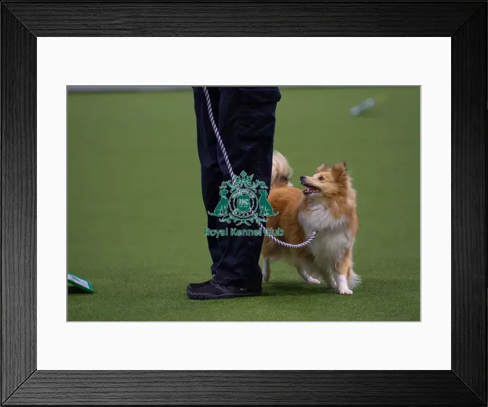 Framed Print : Lisa Sergiew and Saffron competing in Obedience, Crufts 2025 Framed Print : Lisa Sergiew and Saffron competing in Obedience, Crufts 2025