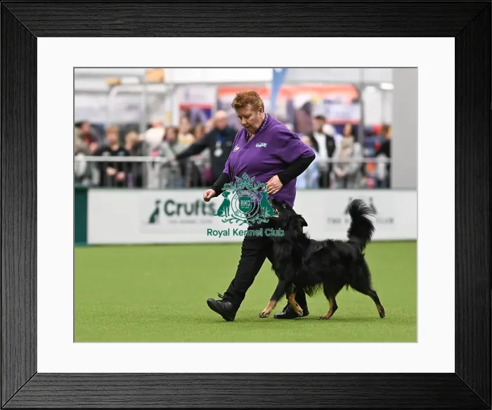 Framed Print : Obedience. Dog - Kheva, Owner - Carole Hanney Framed Print : Obedience. Dog - Kheva, Owner - Carole Hanney