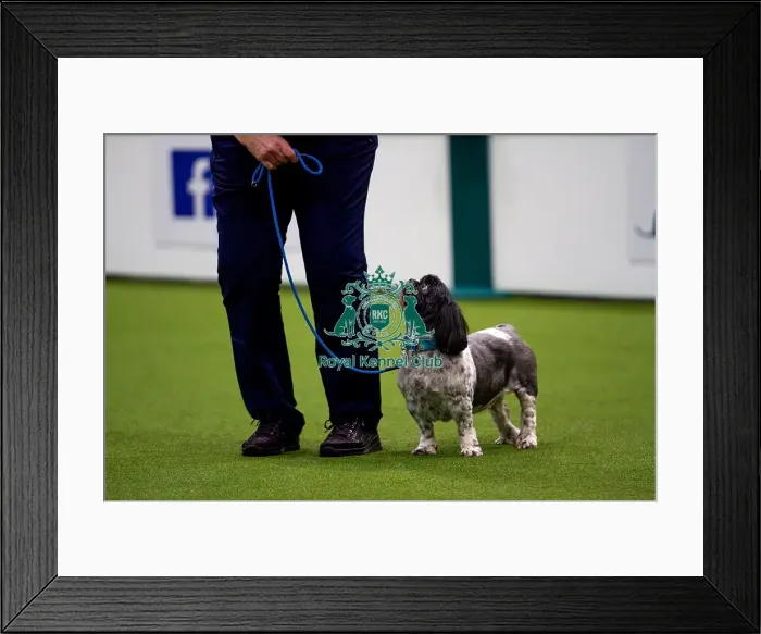 Framed Print : Diane Hodgget and Yum Yum competing in the level 2 obedience competition Framed Print : Diane Hodgget and Yum Yum competing in the level 2 obedience competition