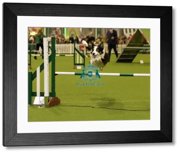 Framed Print : Dog Jumping over obstacle on Agility Course Framed Print : Dog Jumping over obstacle on Agility Course