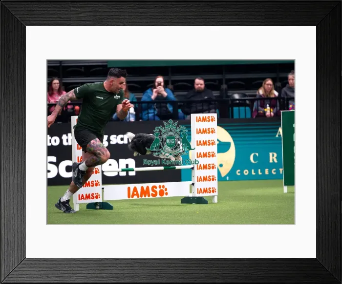 Framed Print : Border Collie competing in Crufts Singles Intermediate