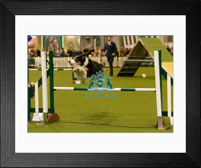Framed Print : Dog Jumping over obstacle on Agility Course Framed Print : Dog Jumping over obstacle on Agility Course