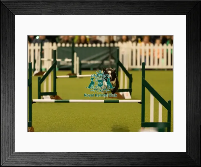 Framed Print : Dog Jumping over obstacle on Agility Course Framed Print : Dog Jumping over obstacle on Agility Course