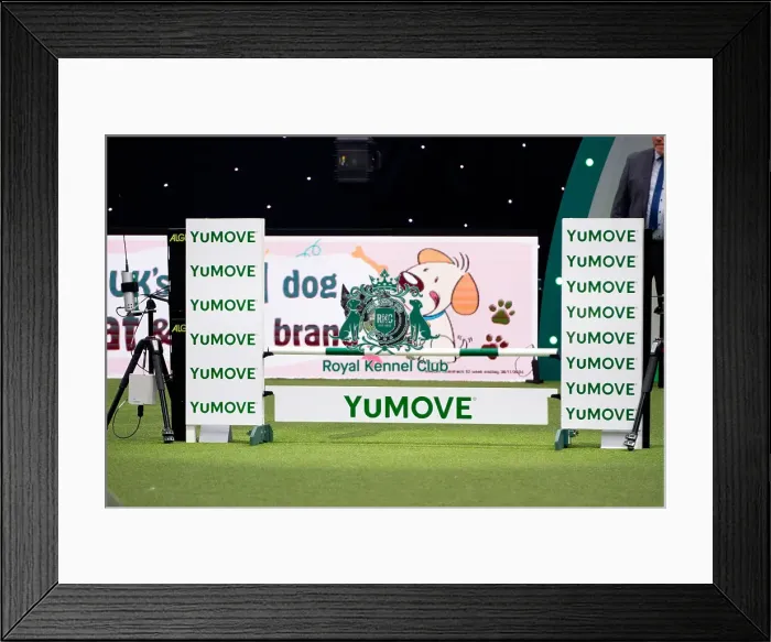 Framed Print : Border Collie competing in Crufts Singles Intermediate