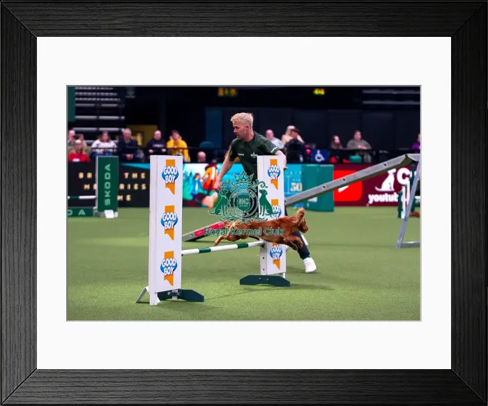 Framed Print : Cocker Spaniel competing in Crufts Singles Medium Framed Print : Cocker Spaniel competing in Crufts Singles Medium