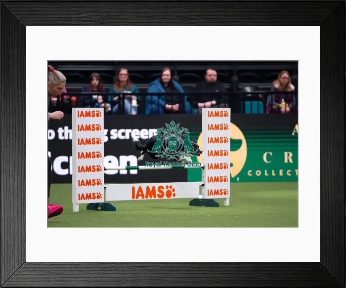 Framed Print : Border Collie competing in Crufts Singles Intermediate