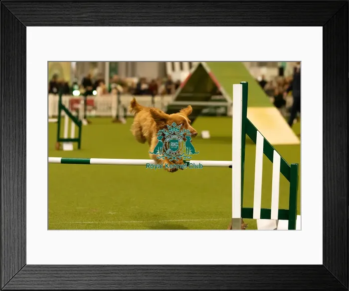 Framed Print : Dog Jumping over obstacle on Agility Course Framed Print : Dog Jumping over obstacle on Agility Course