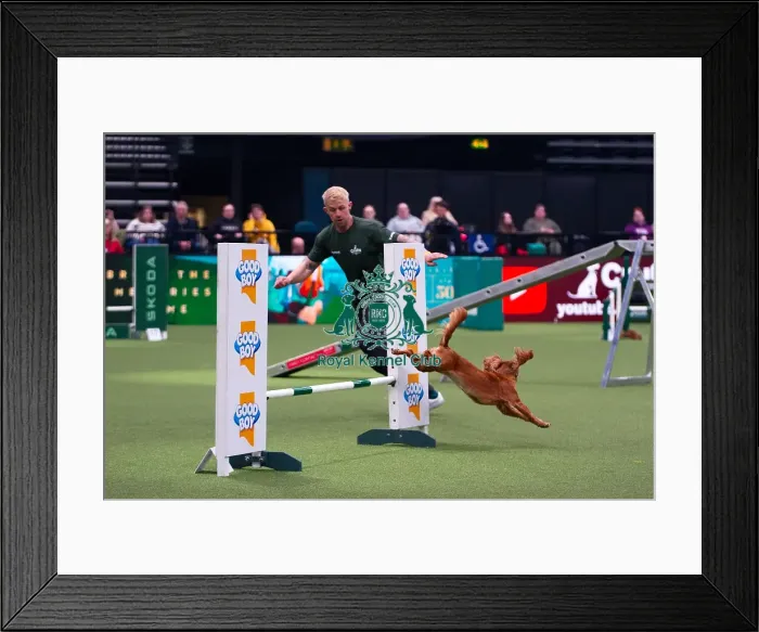 Framed Print : Cocker Spaniel competing in Crufts Singles Medium Framed Print : Cocker Spaniel competing in Crufts Singles Medium