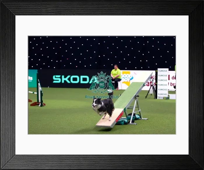 Framed Print : Border Collie Competing in Crufts Singles Medium Framed Print : Border Collie Competing in Crufts Singles Medium