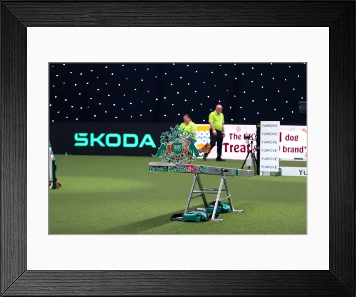 Framed Print : Cocker Spaniel competing in Crufts Singles Medium Framed Print : Cocker Spaniel competing in Crufts Singles Medium