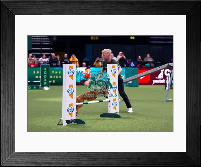 Framed Print : Cocker Spaniel competing in Crufts Singles Medium Framed Print : Cocker Spaniel competing in Crufts Singles Medium