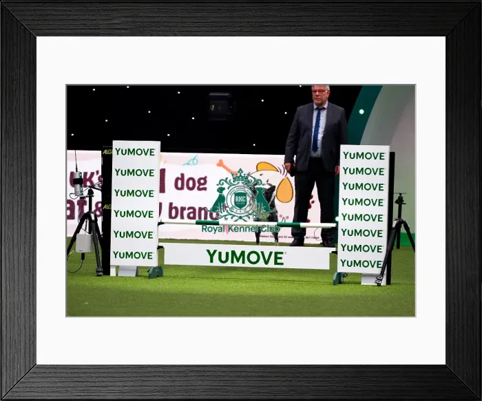 Framed Print : Border Collie competing in Crufts Singles Intermediate