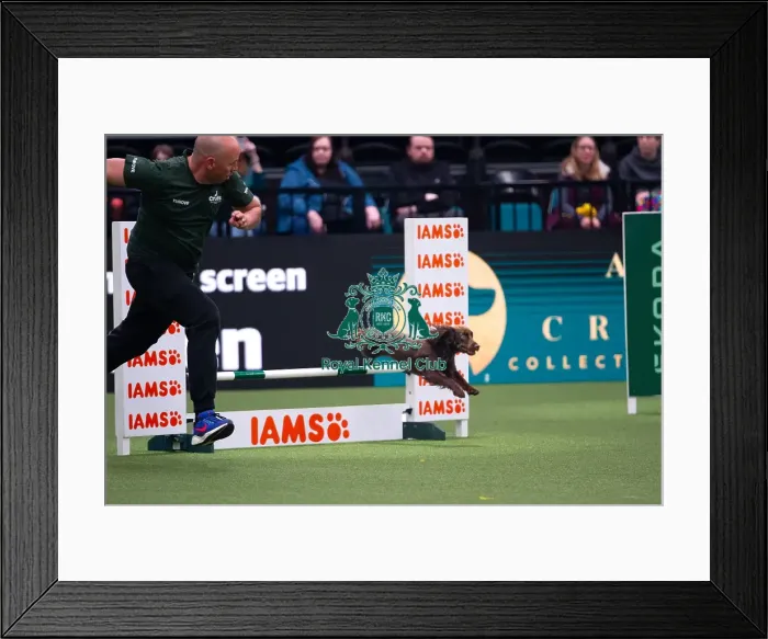 Framed Print : American Water Spaniel competing in the Crufts Singles Medium Framed Print : American Water Spaniel competing in the Crufts Singles Medium