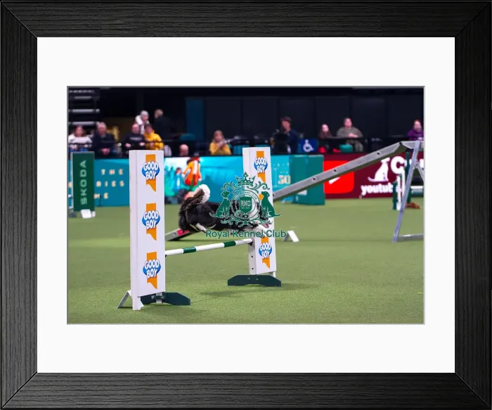 Framed Print : Border Collie Competing in Crufts Singles Medium Framed Print : Border Collie Competing in Crufts Singles Medium
