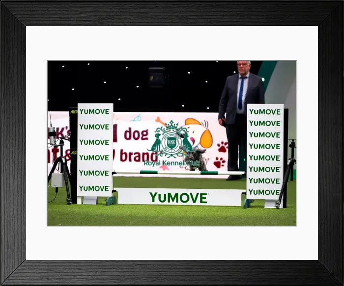 Framed Print : Collie Poodle competing in Crufts Singles Medium