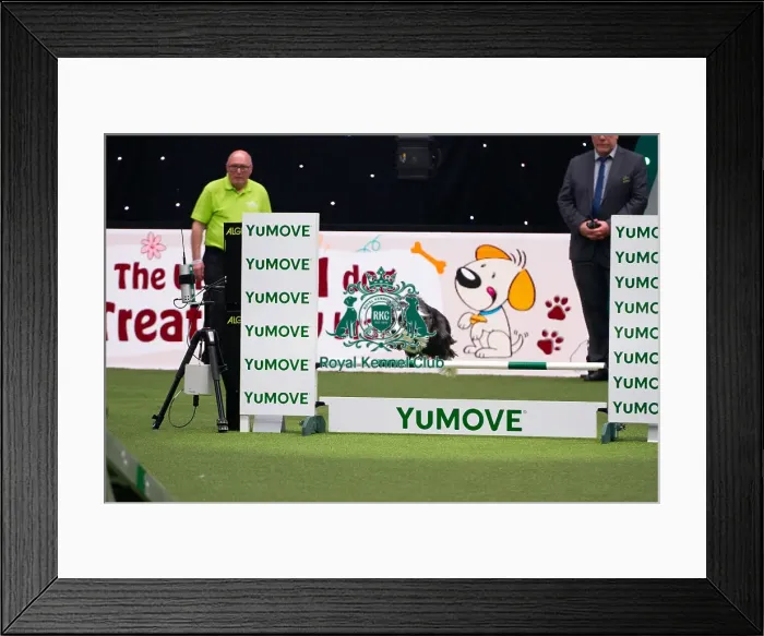 Framed Print : Border Collie Competing in Crufts Singles Medium Framed Print : Border Collie Competing in Crufts Singles Medium
