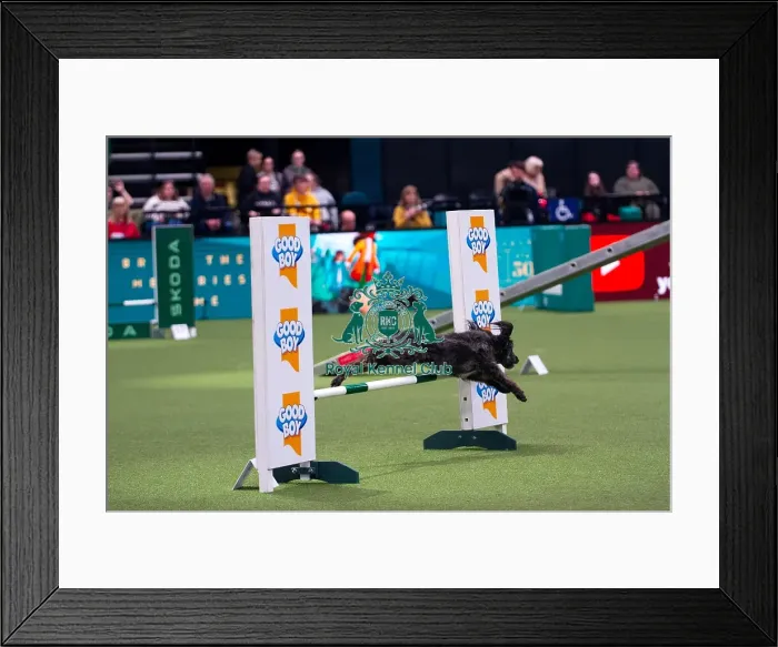 Framed Print : Collie Poodle competing in Crufts Singles Medium