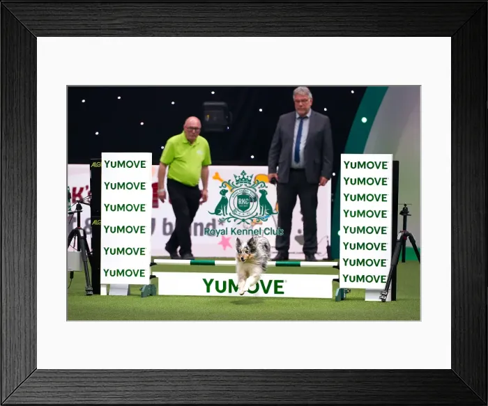 Framed Print : Australian Shepherd Dog Competing in Crufts Singles Small Final