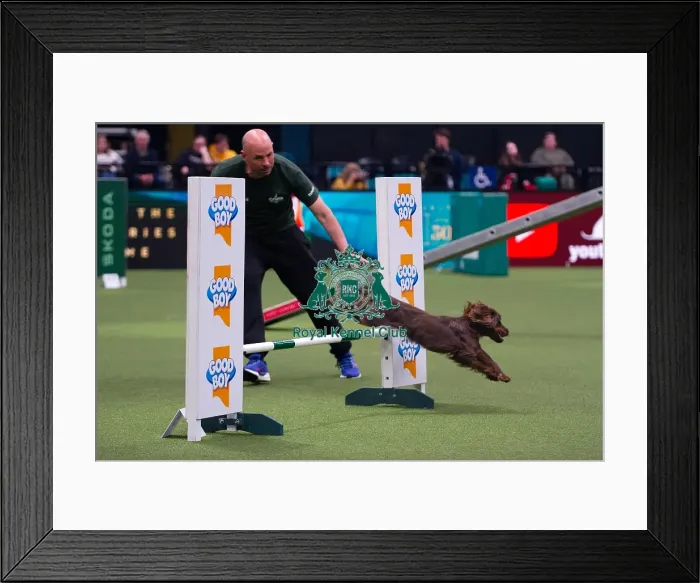 Framed Print : American Water Spaniel competing in the Crufts Singles Medium Framed Print : American Water Spaniel competing in the Crufts Singles Medium