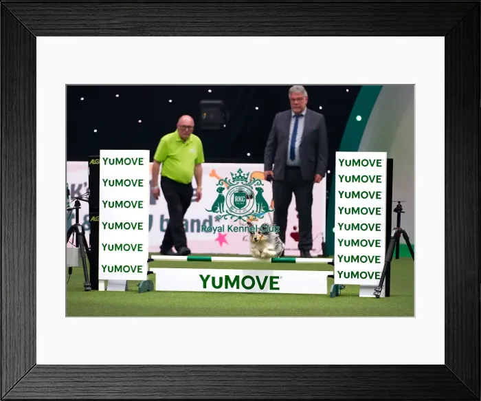 Framed Print : Australian Shepherd Dog Competing in Crufts Singles Small Final