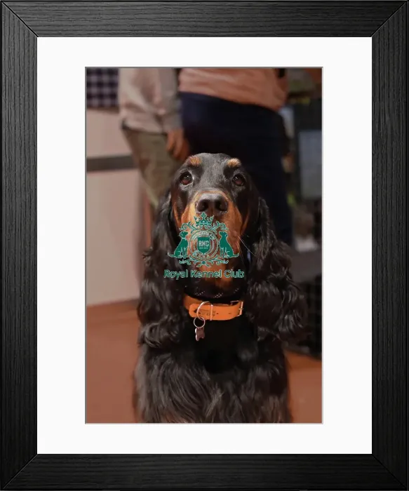Framed Print : Gordon Setter Framed Print : Gordon Setter