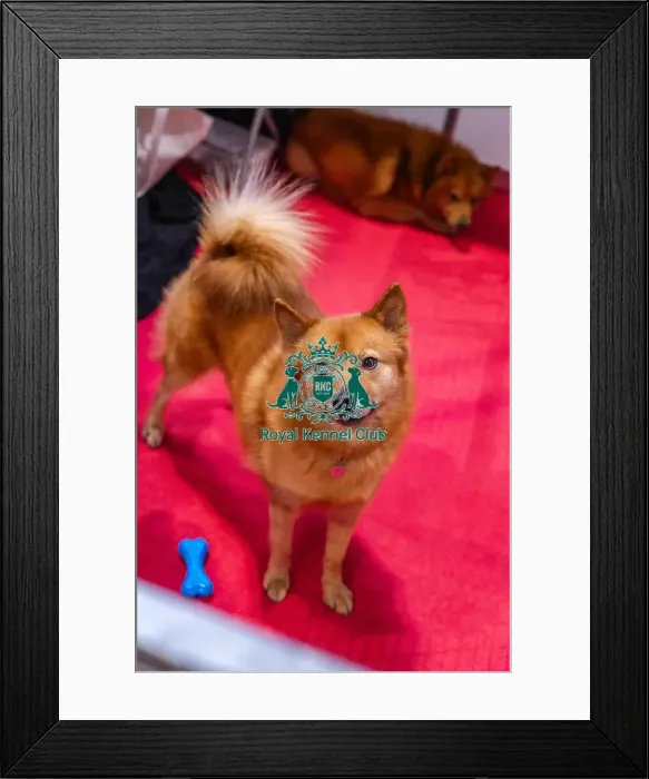 Framed Print : Cherry the Finnish Spitz Framed Print : Cherry the Finnish Spitz