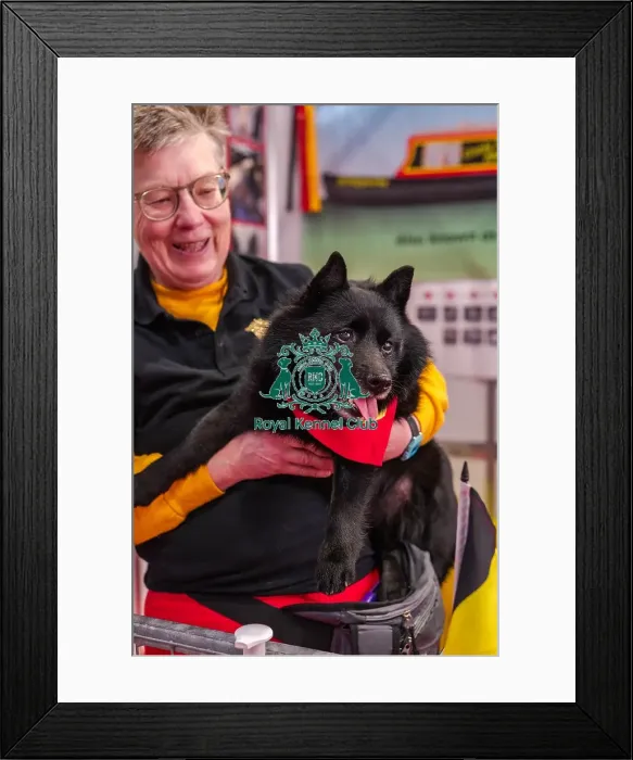 Framed Print : Zorro the Schipperke Framed Print : Zorro the Schipperke