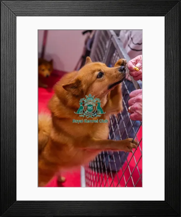 Framed Print : Cherry the Finnish Spitz Framed Print : Cherry the Finnish Spitz