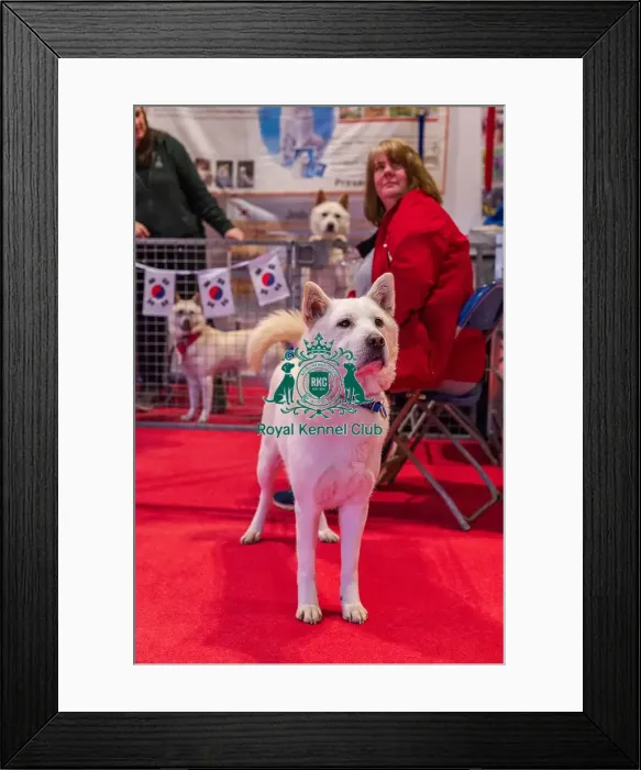 Framed Print : Drift the Korean Jindo Framed Print : Drift the Korean Jindo