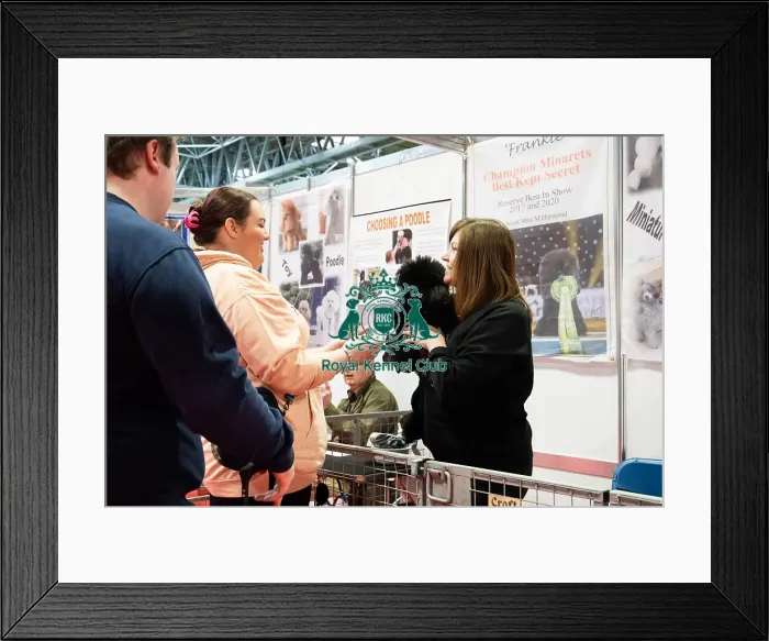 Framed Print : Toy Poodle With Public Discover Dogs Framed Print : Toy Poodle With Public Discover Dogs