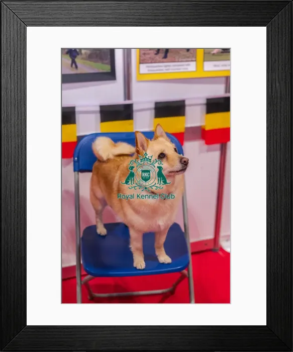 Framed Print : Zeta the Schipperke Framed Print : Zeta the Schipperke