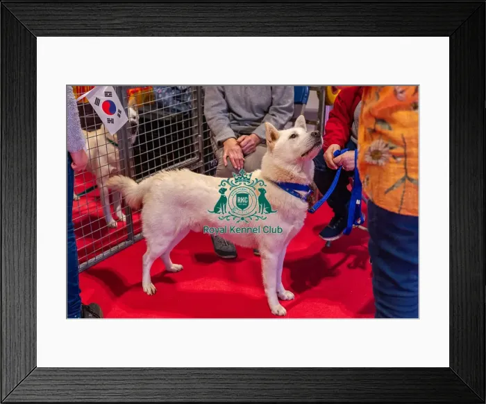 Framed Print : Drift the Korean Jindo