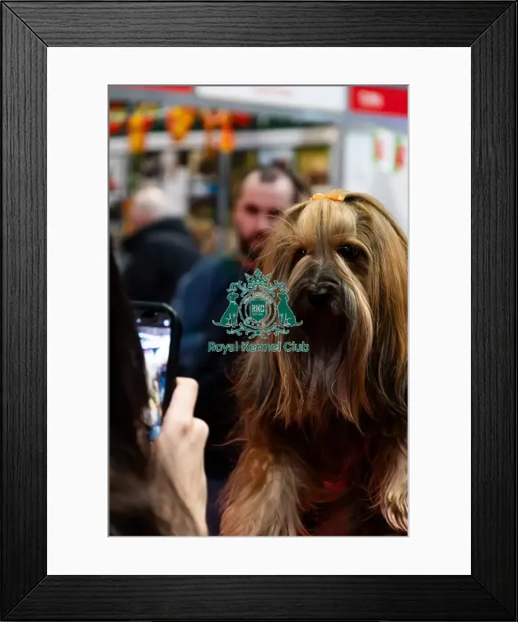 Framed Print : A Yorkshire Terrier at Discover Dogs