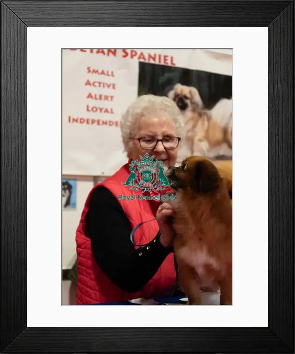 Framed Print : Tibetan Spaniel Minnie With Owner Framed Print : Tibetan Spaniel Minnie With Owner