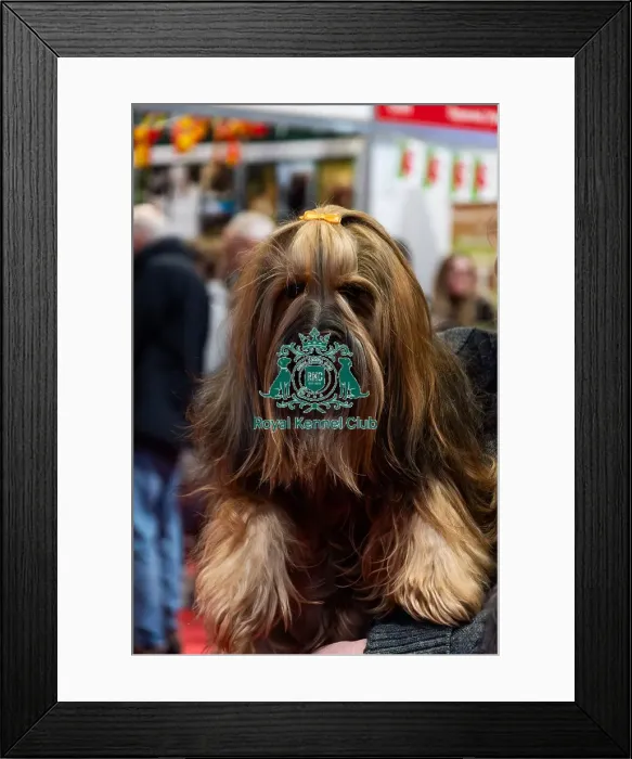 Framed Print : A Yorkshire Terrier at Discover Dogs