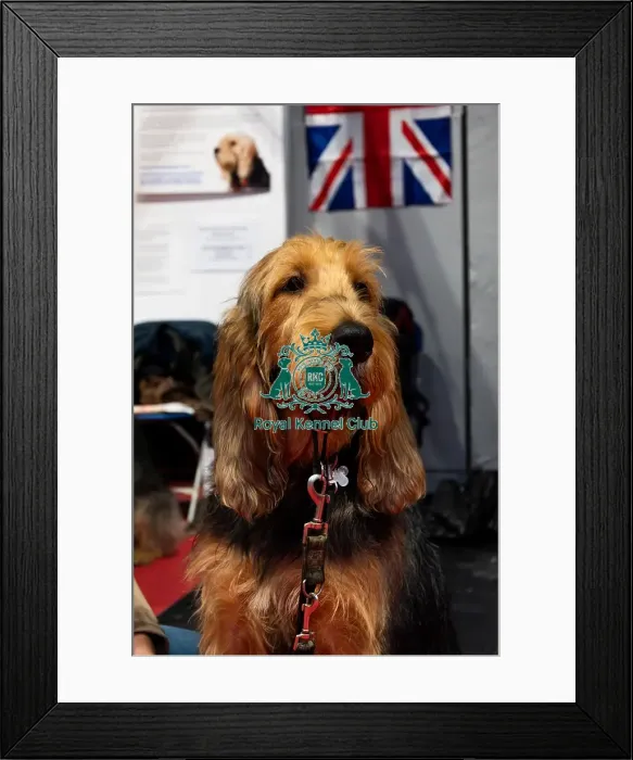 Framed Print : An Otterhound At Discover Dogs