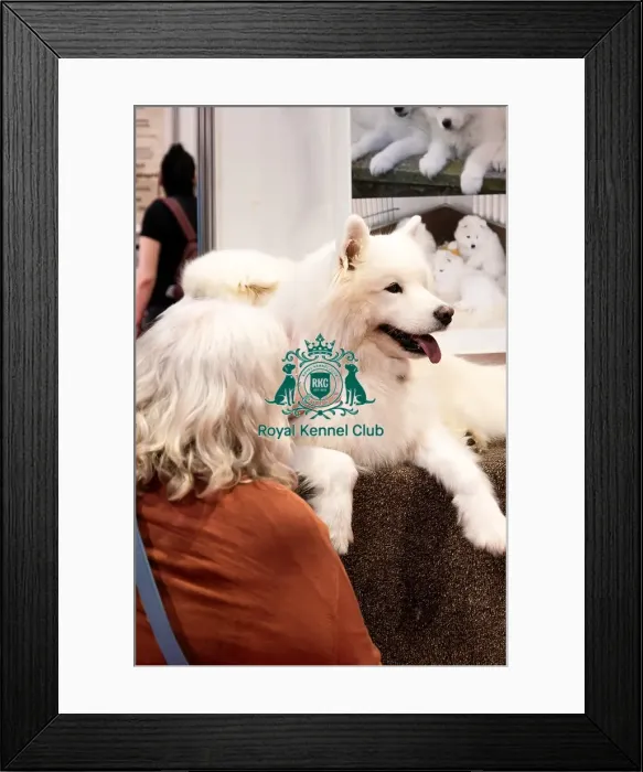 Framed Print : Samoyed At Discover Dogs Framed Print : Samoyed At Discover Dogs