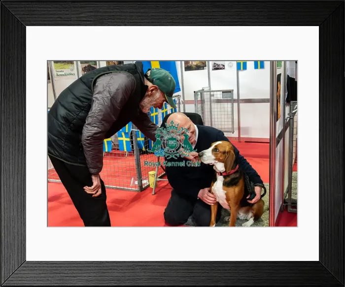 Framed Print : The Hamiltonsvare At Discover Dogs