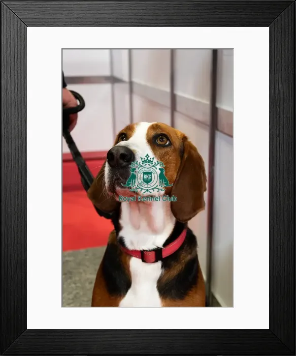 Framed Print : The Hamiltonsvare At Discover Dogs