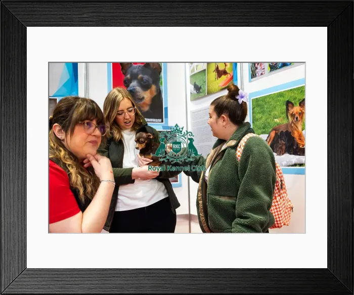 Framed Print : Russian Toy Alfie Meeting The Public Discover Dogs