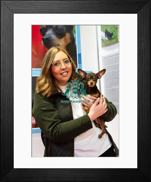 Framed Print : Russian Toy Alfie Meeting The Public Discover Dogs