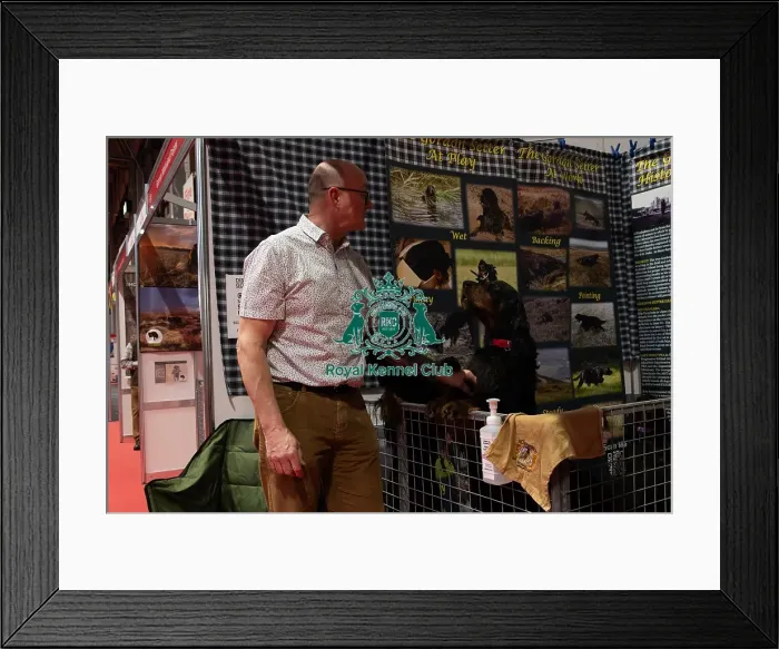 Framed Print : Gordon Setters With Owner Keith Whiting Discover Dogs Framed Print : Gordon Setters With Owner Keith Whiting Discover Dogs