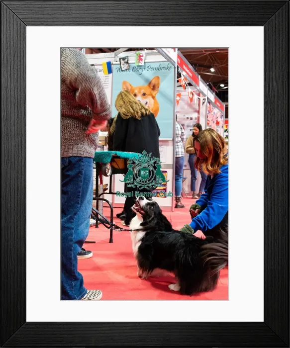 Framed Print : Welsh Corgi (Cardigan) Meeting The Public Discover Dogs Framed Print : Welsh Corgi (Cardigan) Meeting The Public Discover Dogs