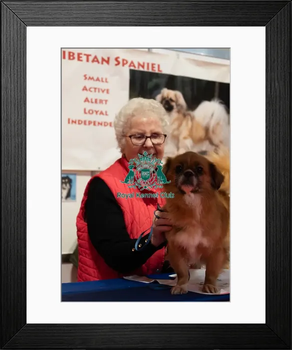 Framed Print : Tibetan Spaniel Minnie With Owner Discover Dogs Framed Print : Tibetan Spaniel Minnie With Owner Discover Dogs