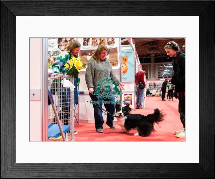 Framed Print : Welsh Corgi (Cardigan) Meeting The Public Discover Dogs Framed Print : Welsh Corgi (Cardigan) Meeting The Public Discover Dogs